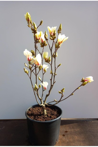 Магнолия гибридная Санрайз в 15 л контейнере.